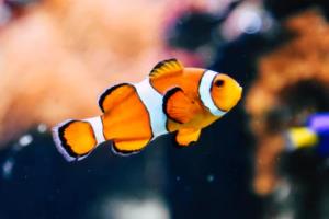 WNBA联赛新赛季开幕，激烈角逐升温